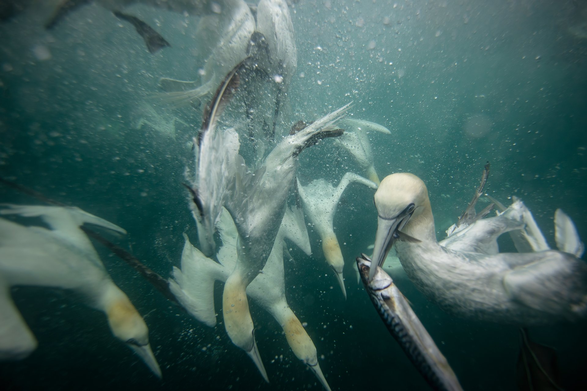Northern gannet underwater